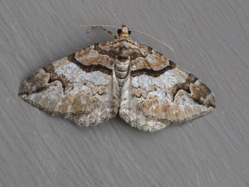 Pareulype berberata
